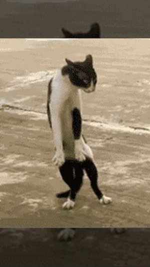 Кото-человек с неизвестной планеты😁