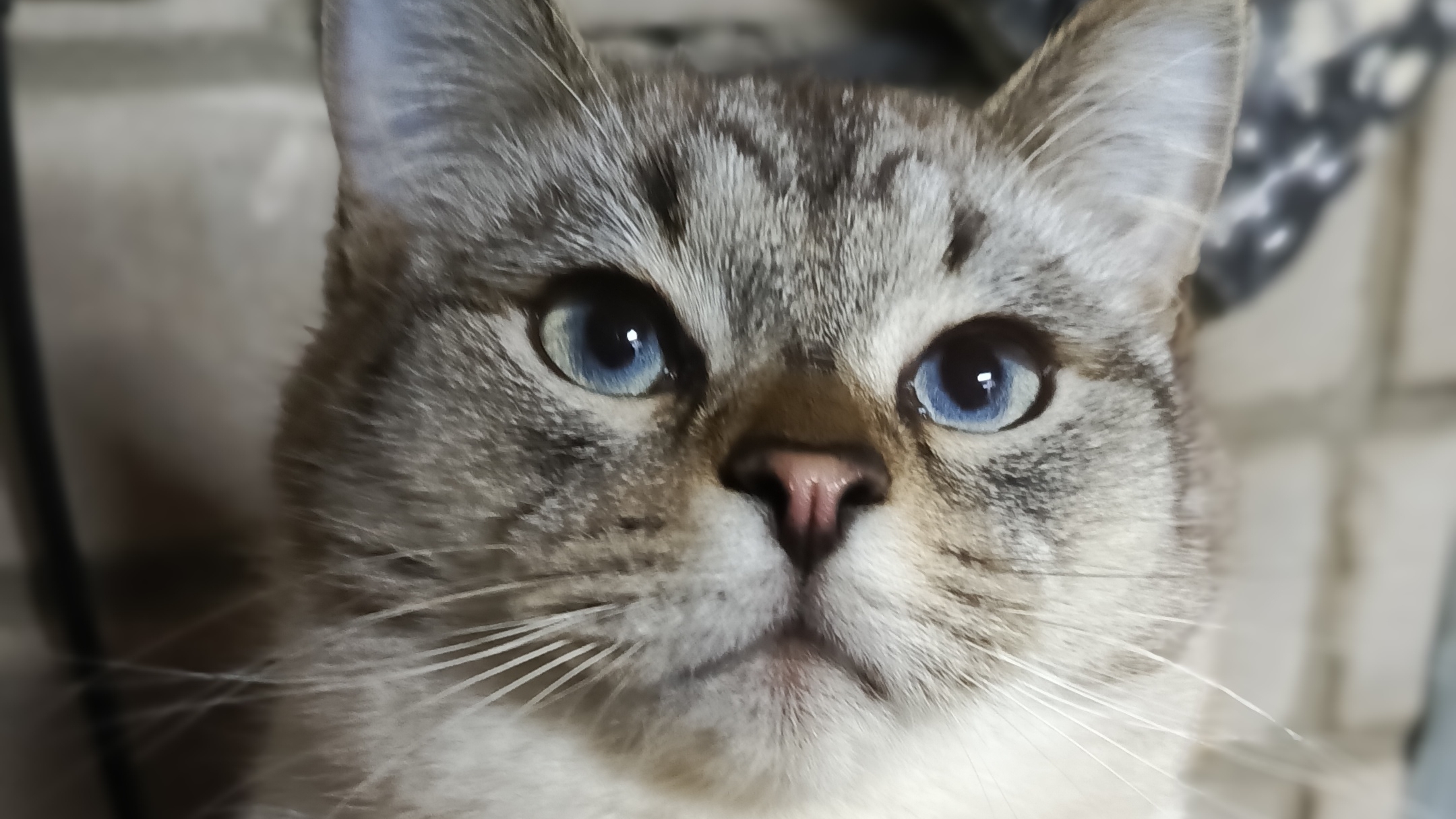 Домашняя скотинка Макс🐈⬛🐈⬛🐈⬛🤭🥰 смотреть онлайн