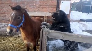 Не трогать руками! Это моя пони!