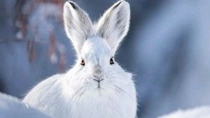 10-02-2026. Деревенские будни . Всем привет 👋