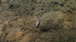 Животные, которые вас потрясут