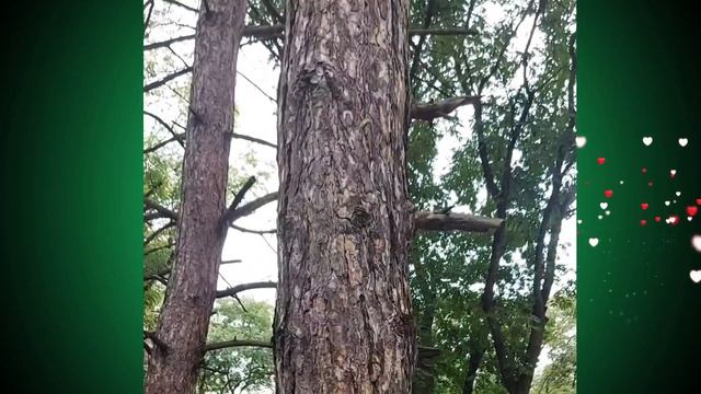 Шустрые белочки. Так быстро перемещаются, не успеваю за ними... смотреть онлайн