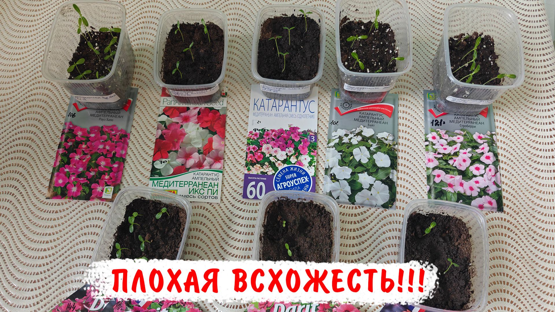 КАТАРАНТУСЫ ПОДВЕЛИ!!! Как взошли катарантусы 2026 смотреть онлайн