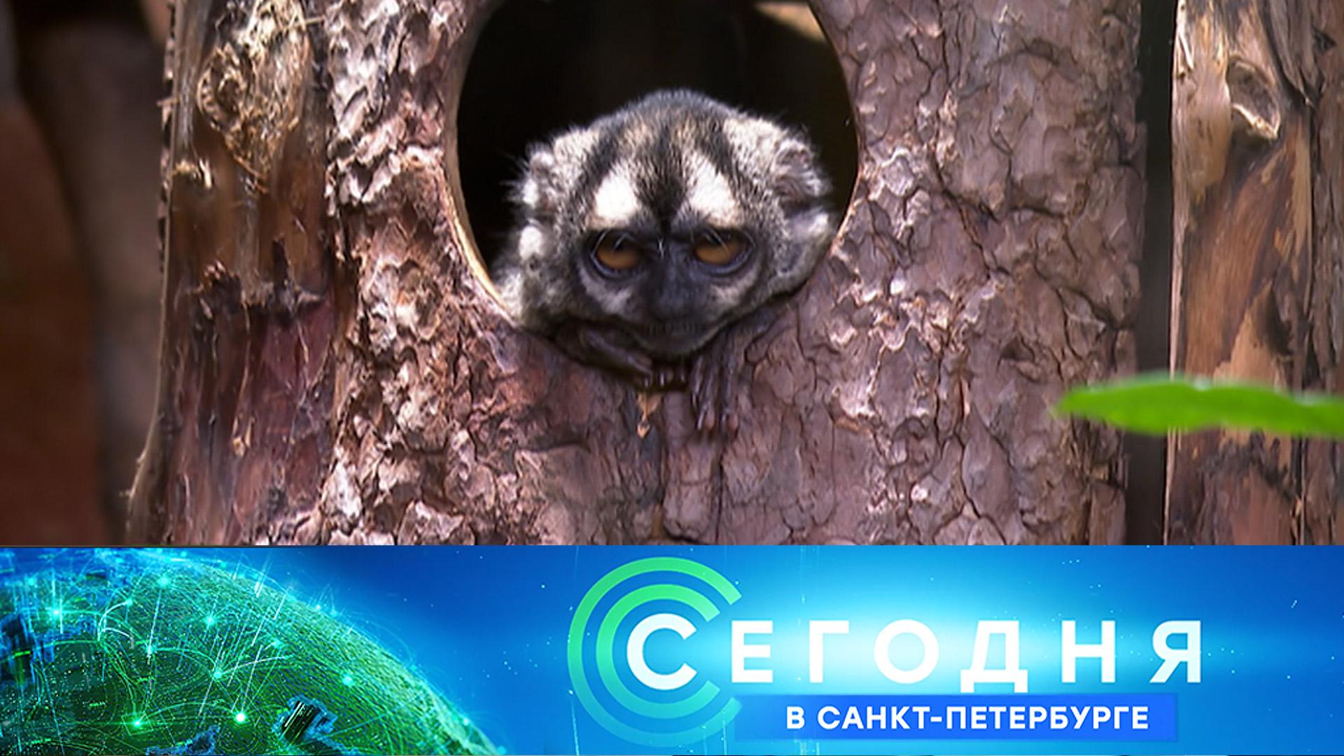 «Сегодня в Санкт-Петербурге»: 10 февраля 2026 года смотреть онлайн