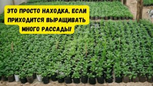 Выращиваете много рассады Тогда ЭТИ стаканчики для вас будут не заменимы