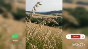 ЦВЕТЫ ВО ВСЕЙ КРАСОТЕ нейросеть