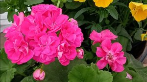 Пеларгония розембуд. 🌺🌺🌺 Пришло время стричь своих урасавец и укоренять черенки 😊