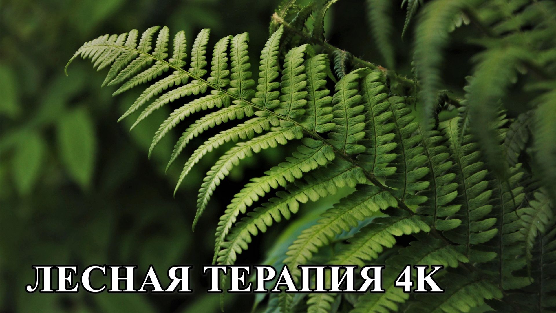 Лесная Терапия | 2-часовое погружение в природу для полного расслабления (4K) Лесная Терапия | 2-часовое погружение в природу для полного расслабления (4K)