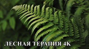 Лесная Терапия | 2-часовое погружение в природу для полного расслабления (4K)