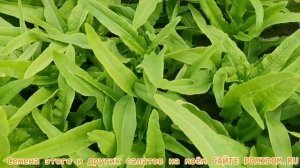 Его нет ни у кого! А Чой Тайваньский Мечелистный Салат Yu Mai Tsai 油麦菜(1)