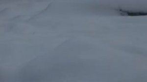 Львица КИАРА