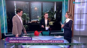 Пересадка комнатных цветов в феврале