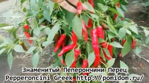 Знаменитый Перец Pepperoncini Greek Пеперончини