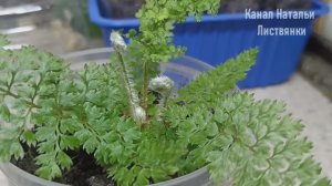 В городе на стыке января и февраля 2026. И бесснежные видео годичной давности