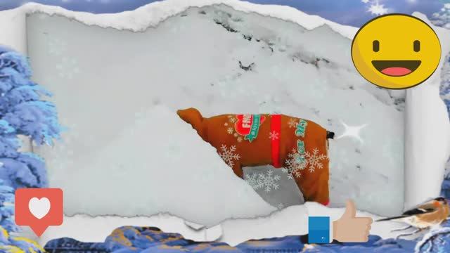 Французская Бульдожка Бонита приколы с собаками смотреть онлайн