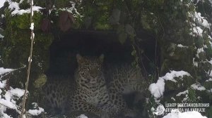 В сочинском центре восстановления леопарда на Кавказе рассказали о зимовке хищников