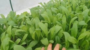 Знакомство с Мибуной! Капустная Супер Скороспелая Зелень! Семена на pomidom.ru