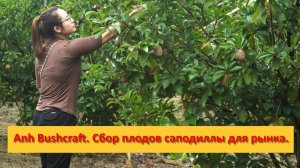 Anh Bushcraft. Будни на ферме .Сбор плодов саподиллы для продажи на рынке.