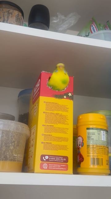 Попугай в поисках гнезда смотреть онлайн