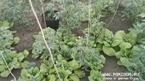 Этот редкий овощ незаменим на нашем столе вот уже много много лет КРАСАВИЦА ХАКУСАЙ ЛИСТОВАЯ КАПУСТА