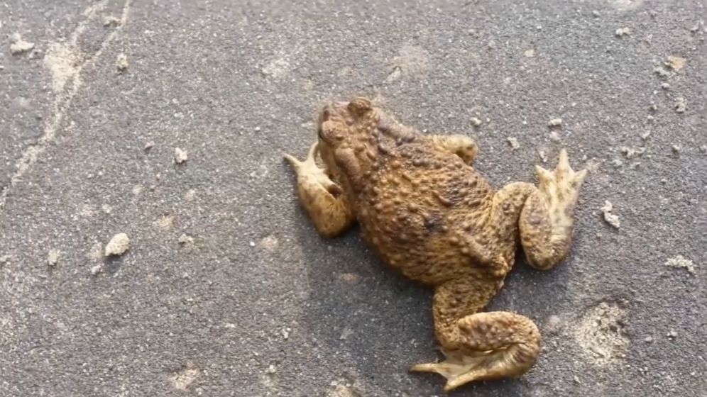 Тётушка жаба смотреть онлайн