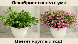 Декабрист сошел с ума и цветет круглый год!