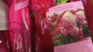 В Светофор привезли семена, саженцы роз и гортензий