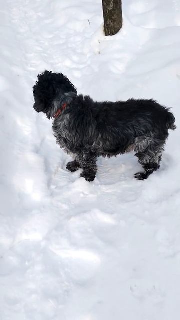 Джексон на прогулке   2026