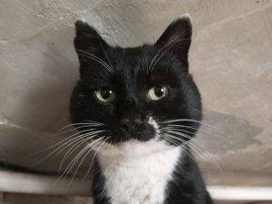 просто стрим