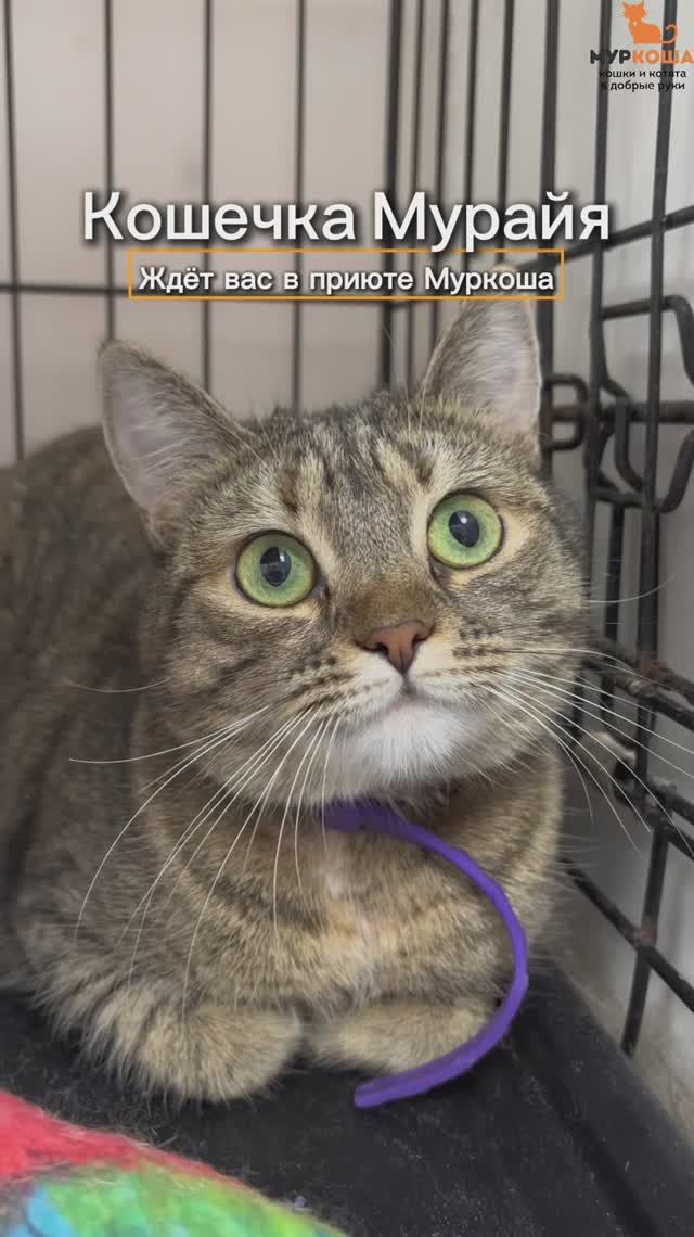 Мурайя ждёт вас в приюте #Муркоша смотреть онлайн