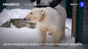 Белая медведица осваивается в Московском зоопарке