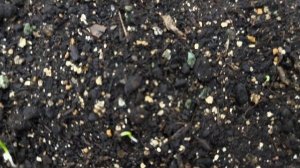 Сею лук чернушку на снег.