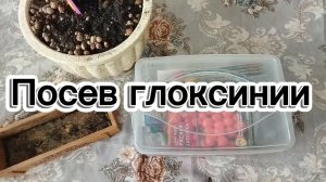 Посев ГЛОКСИНИИ