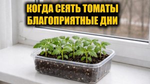Когда сеять ТОМАТЫ на рассаду в 2026 году Благоприятные дни в 2026 году для посева томатов