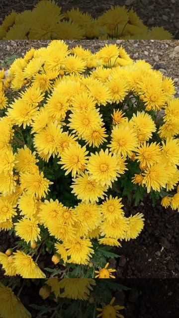 САМЫЕ ЛЮБИМЫЕ ОСЕННИЕ ЦВЕТЫ смотреть онлайн