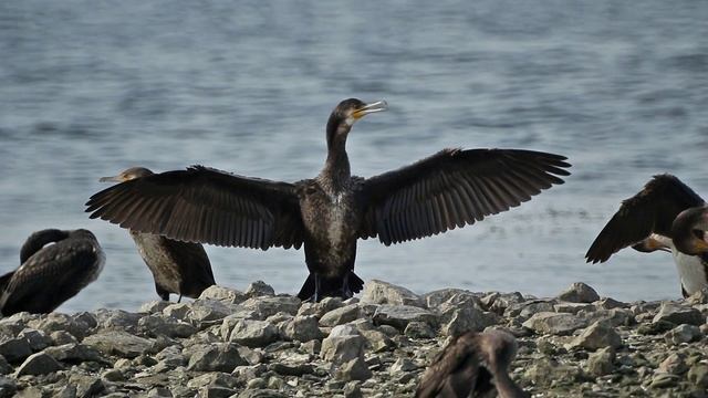 Волжские страдания