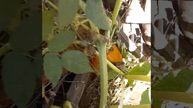 Лето! смотреть онлайн