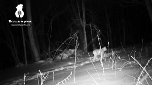 Ночная охота рыси попала в объектив фотоловушки в Башкортостане