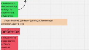 как развивается ребёнок из сперматазоида в яйцыклетке