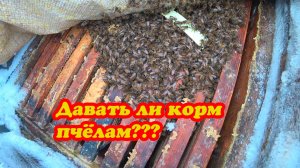 ЗИМОВКА ПЧЁЛ НА ВОЛЕ В ФЕВРАЛЕ, СМОТРИМ СОСТОЯНИЕ ПЧЕЛОСЕМЕЙ, КЛУБЫ И КОРМА