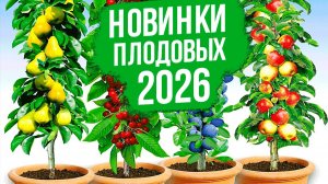 НОВИНКИ и ТОПЫ плодовых деревьев!
