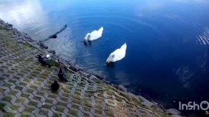 Лебеди  на пруду Сергиева Посада (лето2016 год)