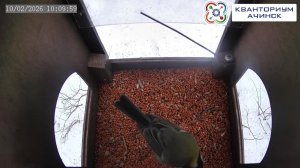 КВАНТОРИУМ АЧИНСК | Прямая трансляция из скворечника