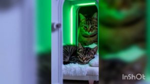 КОТИКИ И УМНЫЙ ДОМ нейросеть