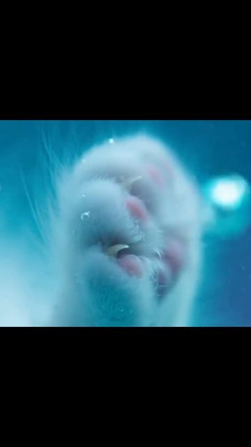 милыеживотные смешныеживотные любимыепитомцы животныевприюте милота