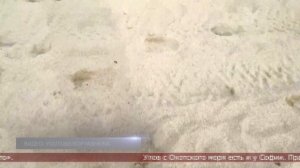 10.02.2026 Сахалинские блоги