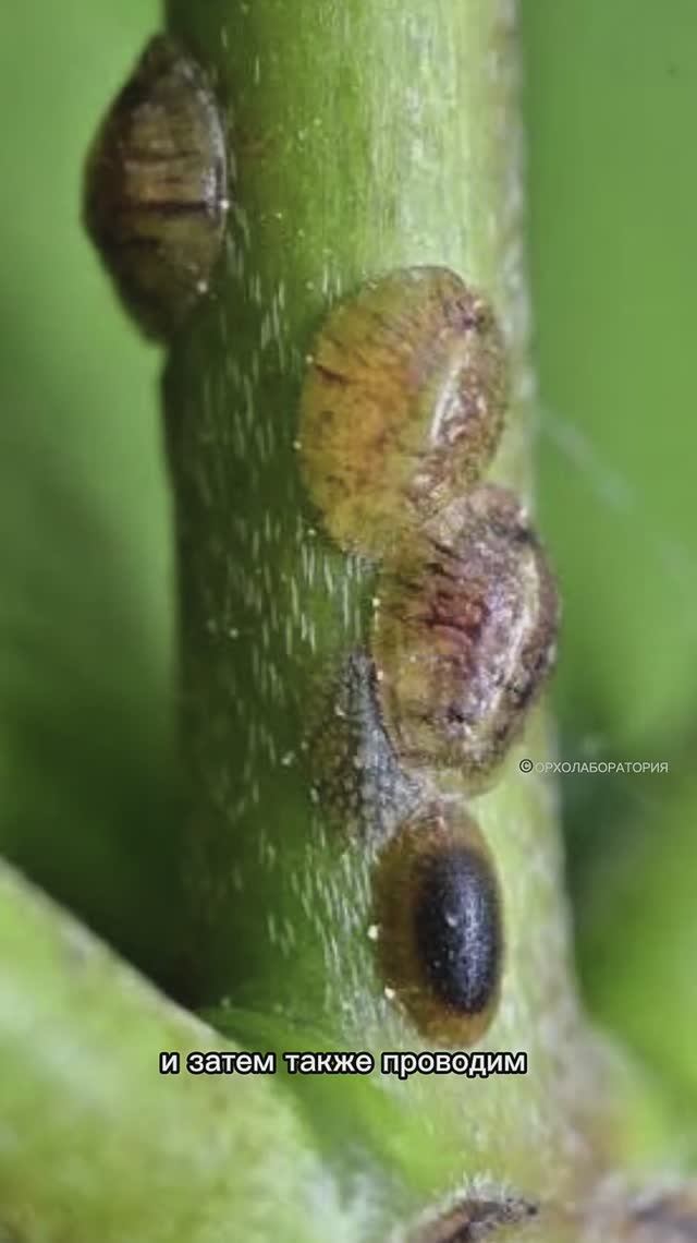 Самые опасные вредители орхидей и комнатных растений,фото и название! Как с ними бороться смотреть онлайн