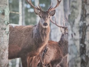 делаю из бумаги всякую фигню🙂
