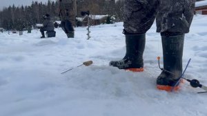 Видеообзор с водоёма. Поимки форели на актив и на пассив.