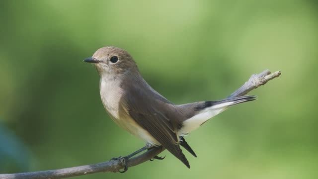 Звук природы. Птицы. Пение птицы Мухоловка малая в хвойном лесу